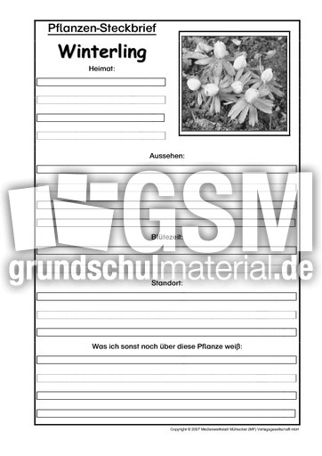 Pflanzensteckbrief-Winterling-SW.pdf